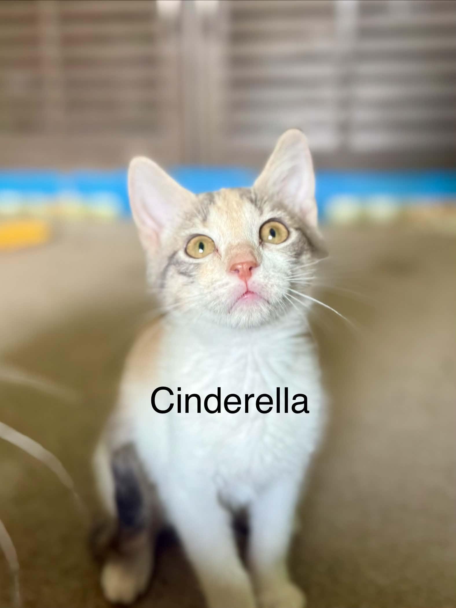 Cinderella, a ADOPTABLE Domestic Short Hair in Saint Charles, MO image 1/2