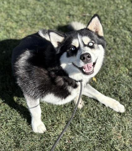 Freya, Adoptable, Adult Female Siberian Husky & German Shepherd Dog.