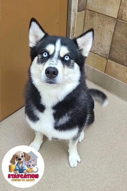 Freya, a Adoptable mixed breed in Phoenix, AZ image 2/3