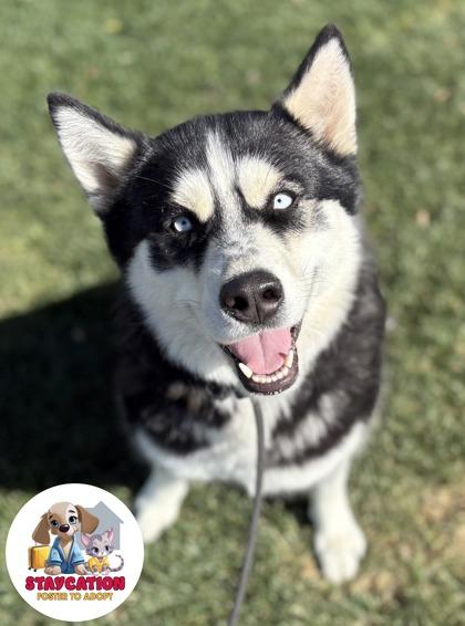 Freya, a Adoptable mixed breed in Phoenix, AZ image 3/3