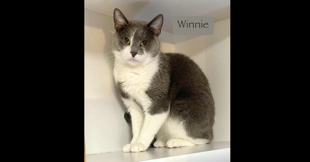 Enlarge Winnie, a Adoptable Domestic Short Hair in Chalfont, PA image 1/6