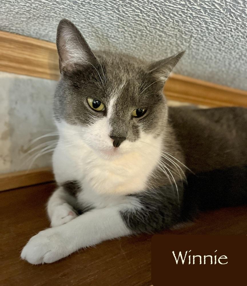 Enlarge Winnie, a Adoptable Domestic Short Hair in Chalfont, PA image 2/6