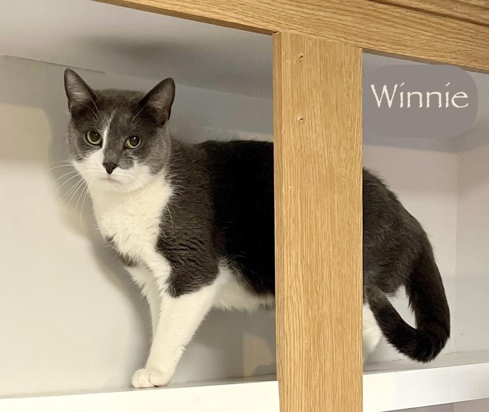 Enlarge Winnie, a Adoptable Domestic Short Hair in Chalfont, PA image 2/6