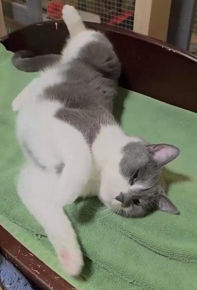 Enlarge Winnie, a Adoptable Domestic Short Hair in Chalfont, PA image 3/6