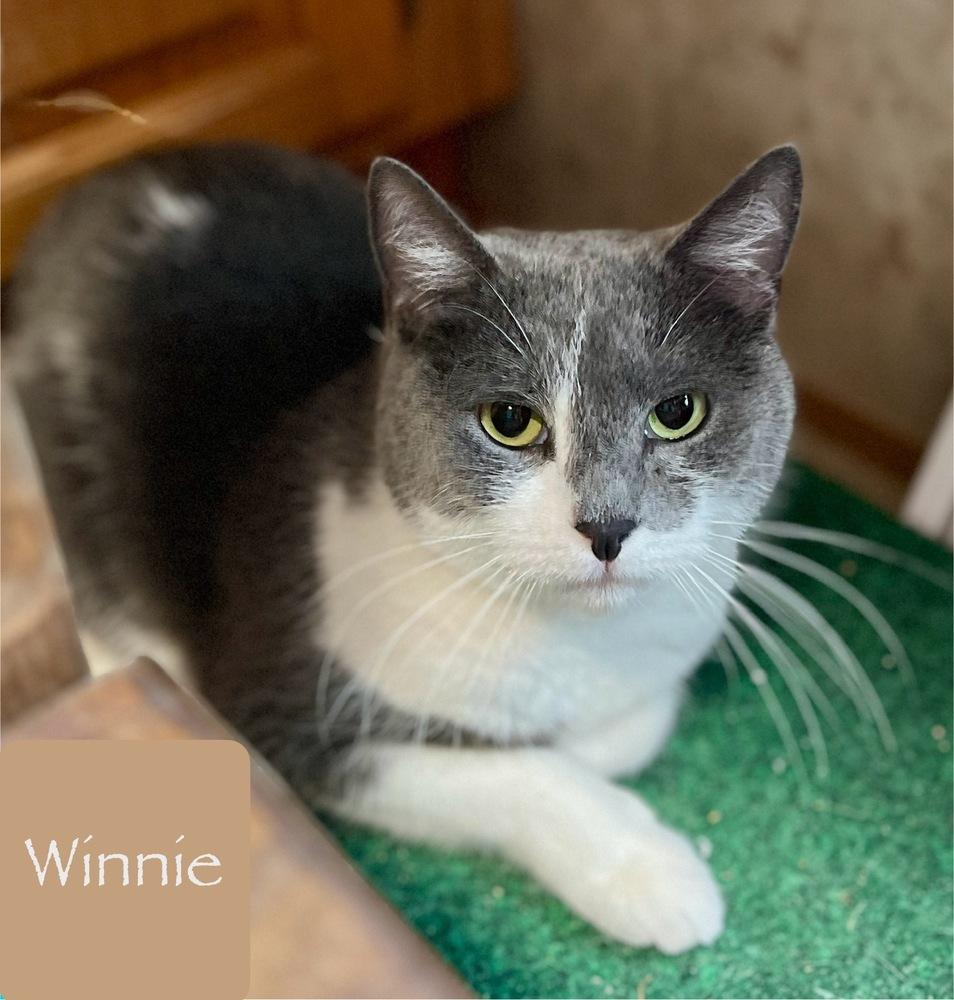 Enlarge Winnie, a Adoptable Domestic Short Hair in Chalfont, PA image 4/6