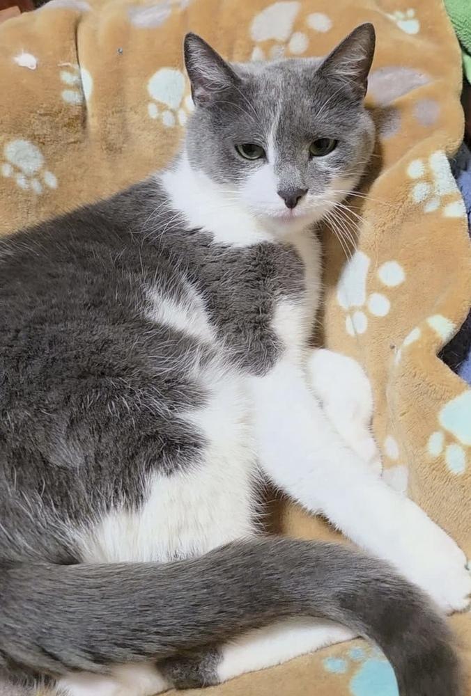 Enlarge Winnie, a Adoptable Domestic Short Hair in Chalfont, PA image 5/6