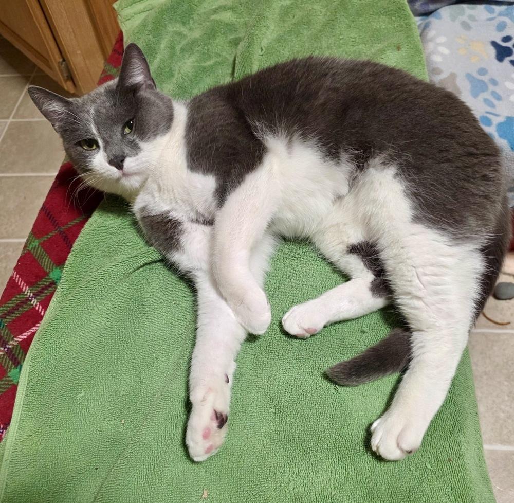 Enlarge Winnie, a Adoptable Domestic Short Hair in Chalfont, PA image 6/6