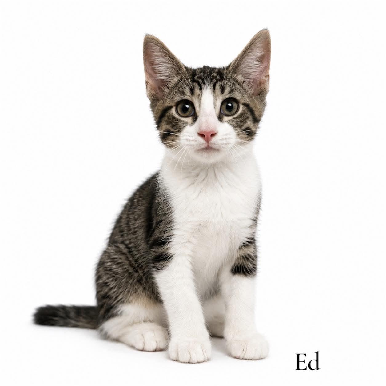 Ed, Adoptable, Kitten Male Domestic Short Hair.