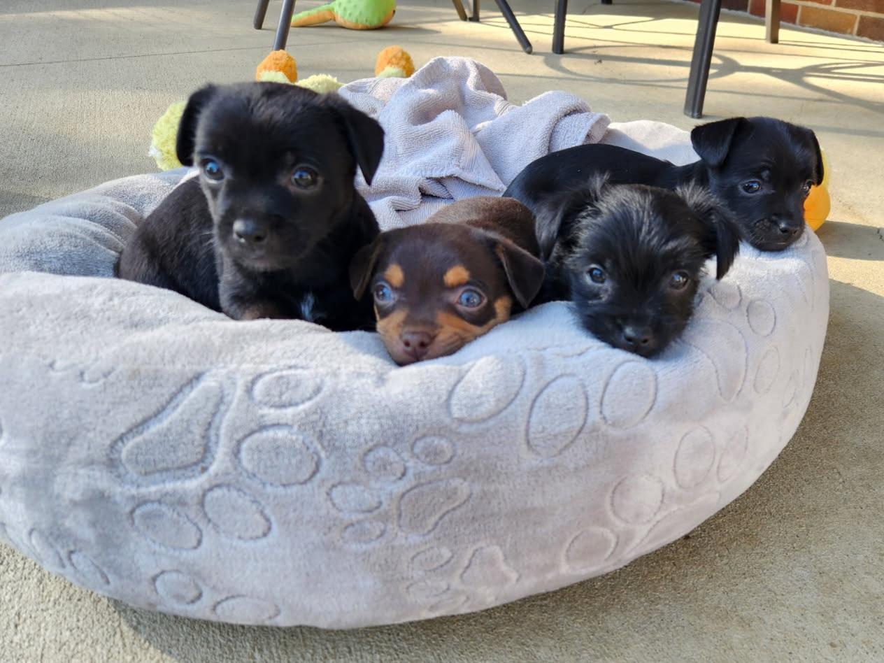 Puppies/Chuiawaha mix, Adoptable, Puppy Female Chihuahua & Terrier.