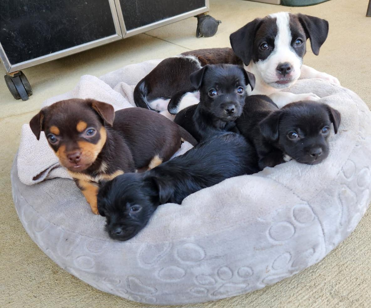 Enlarge Puppies/Chuiawaha mix, a Adoptable mixed breed in Louisville, OH image 3/3