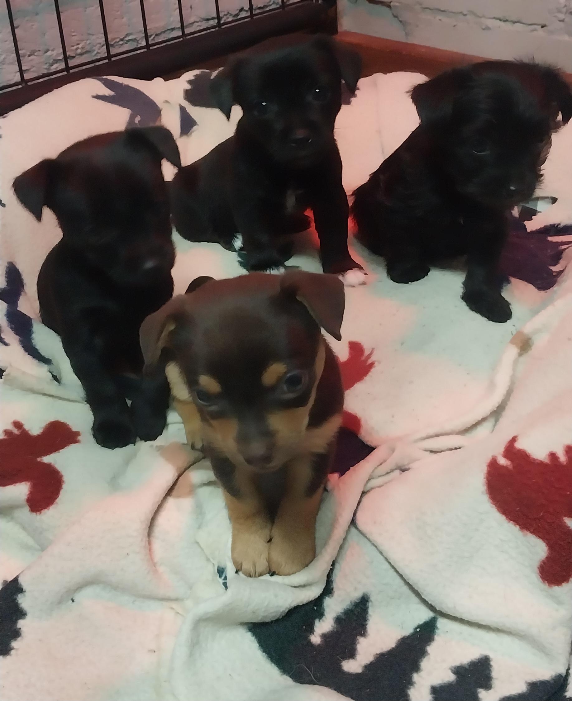 Enlarge Puppies/Chuiawaha mix, a Adoptable mixed breed in Louisville, OH image 2/3