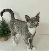 Chip, ADOPTABLE, Young Female Domestic Short Hair.