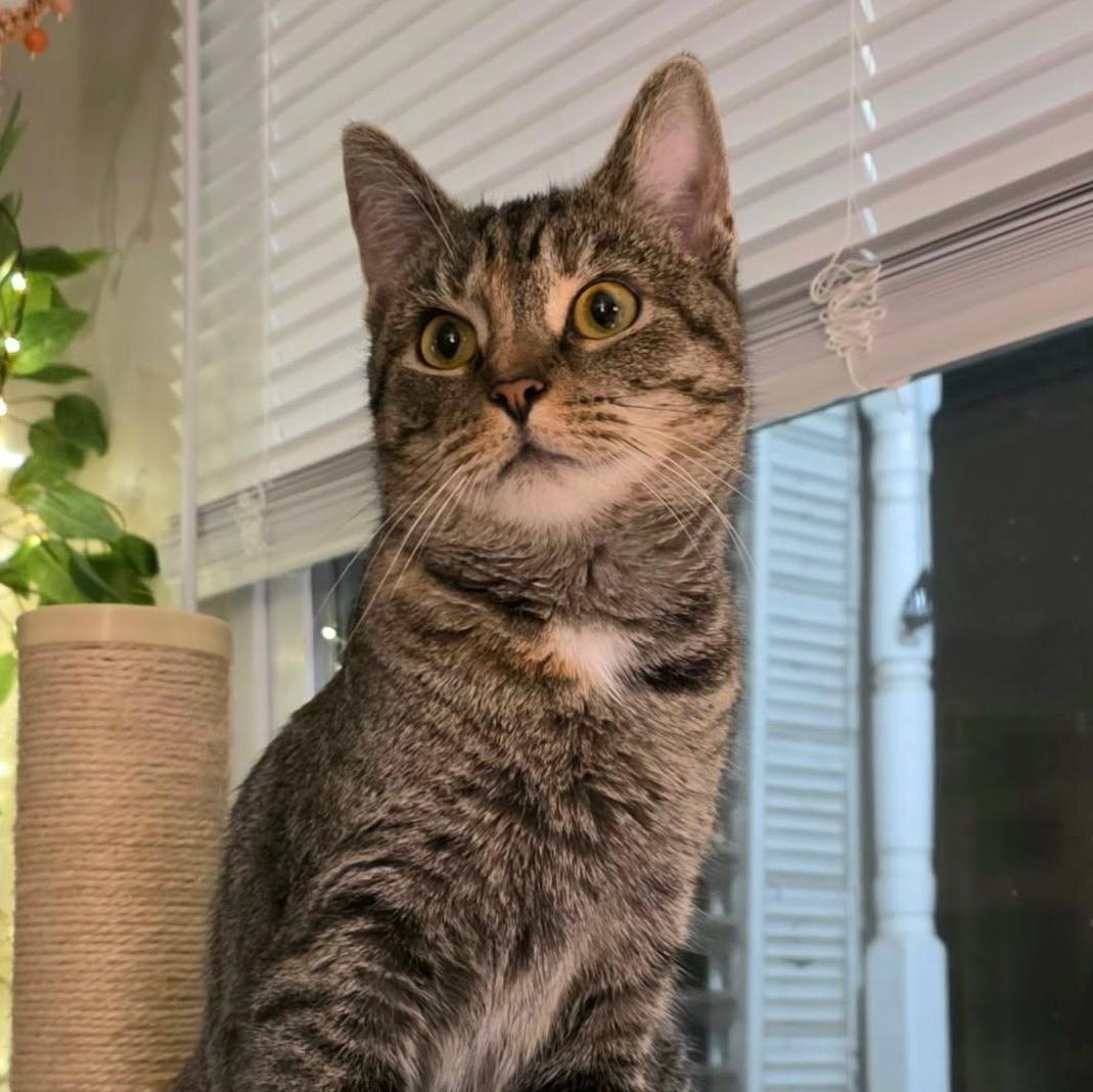 Enlarge Harley, an adopted Domestic Short Hair in Pittsburgh, PA image 1/6