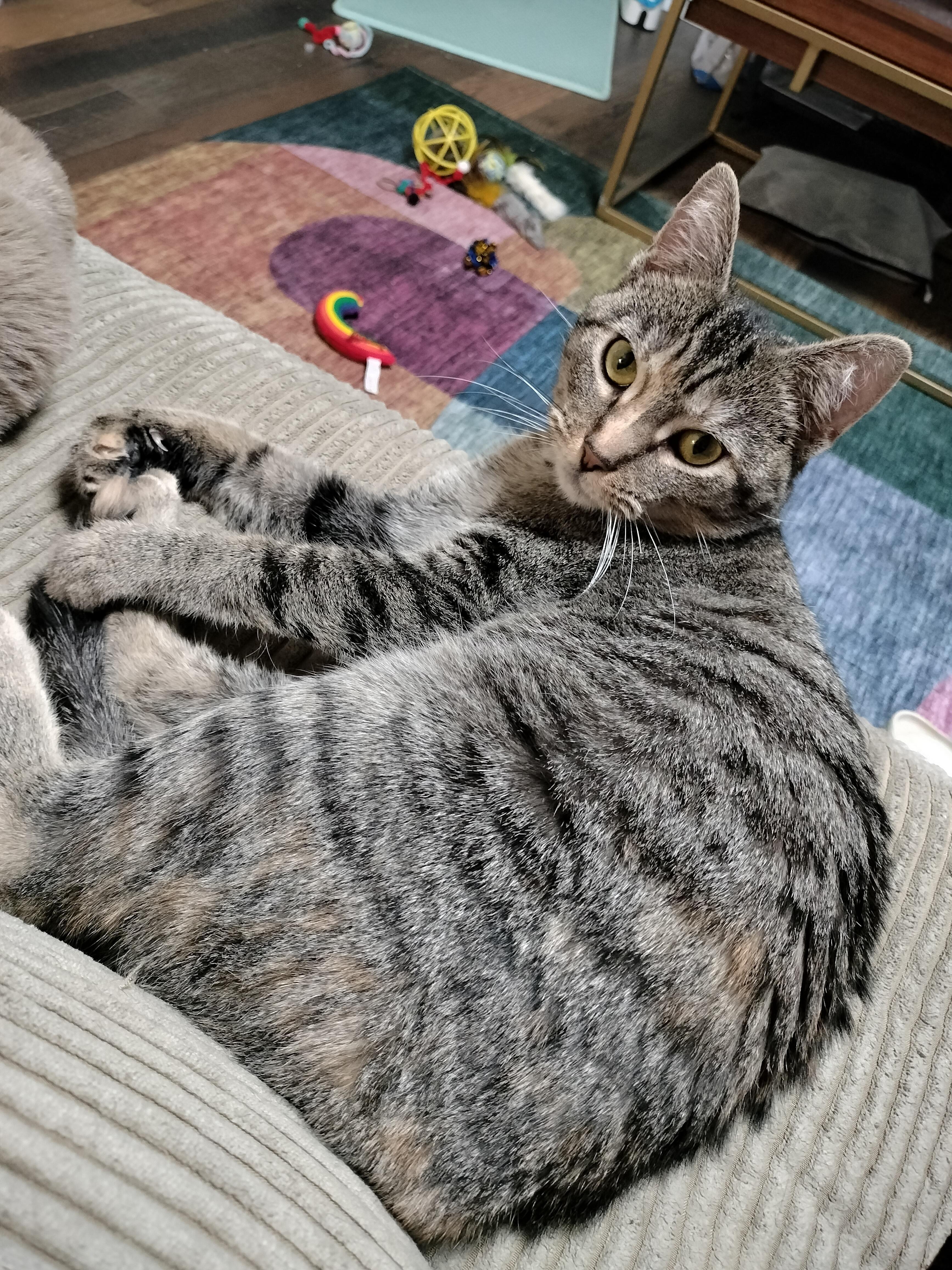 Enlarge Harley, an adopted Domestic Short Hair in Pittsburgh, PA image 2/6