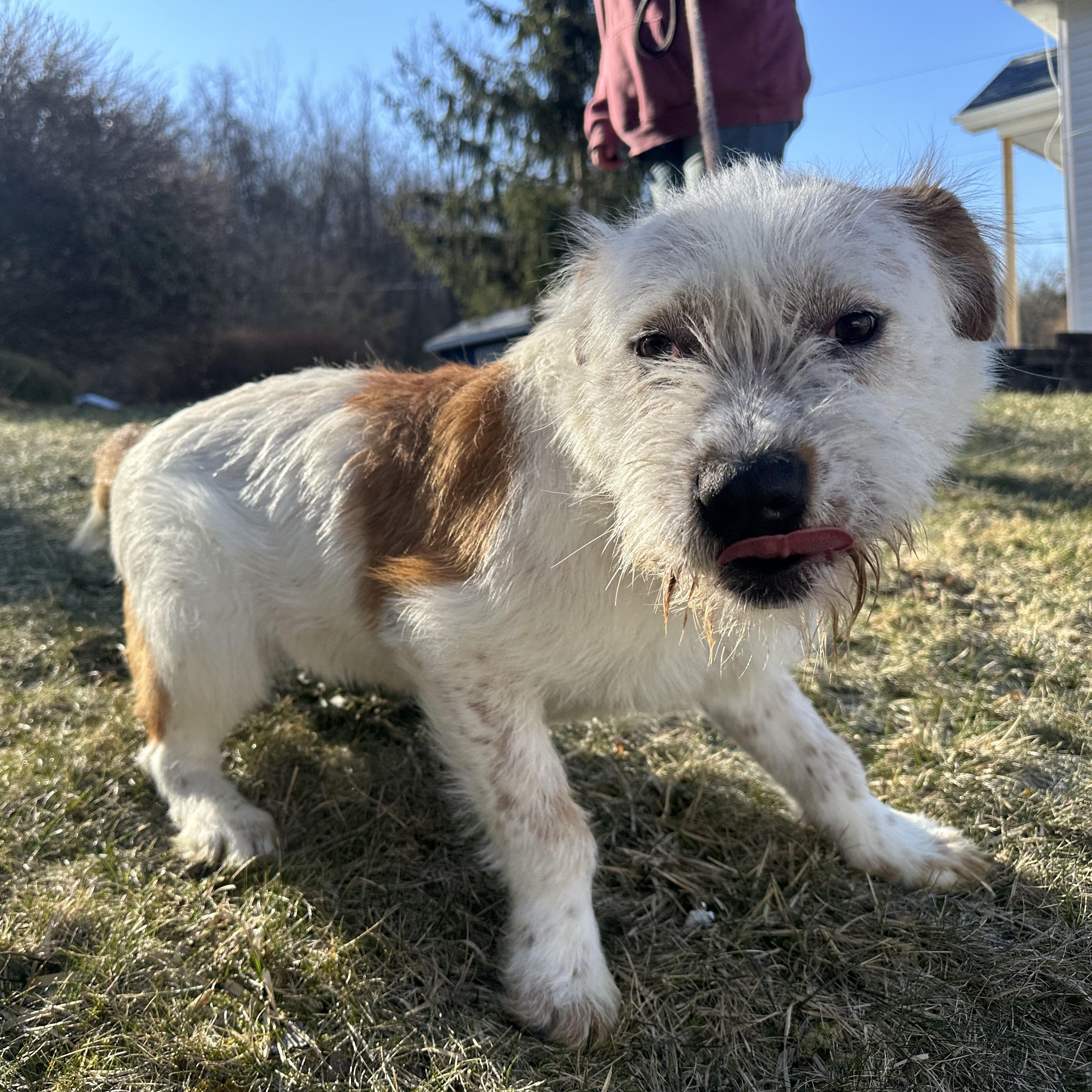Enlarge Andromeda, a Adoptable mixed breed in Latrobe, PA image 6/6