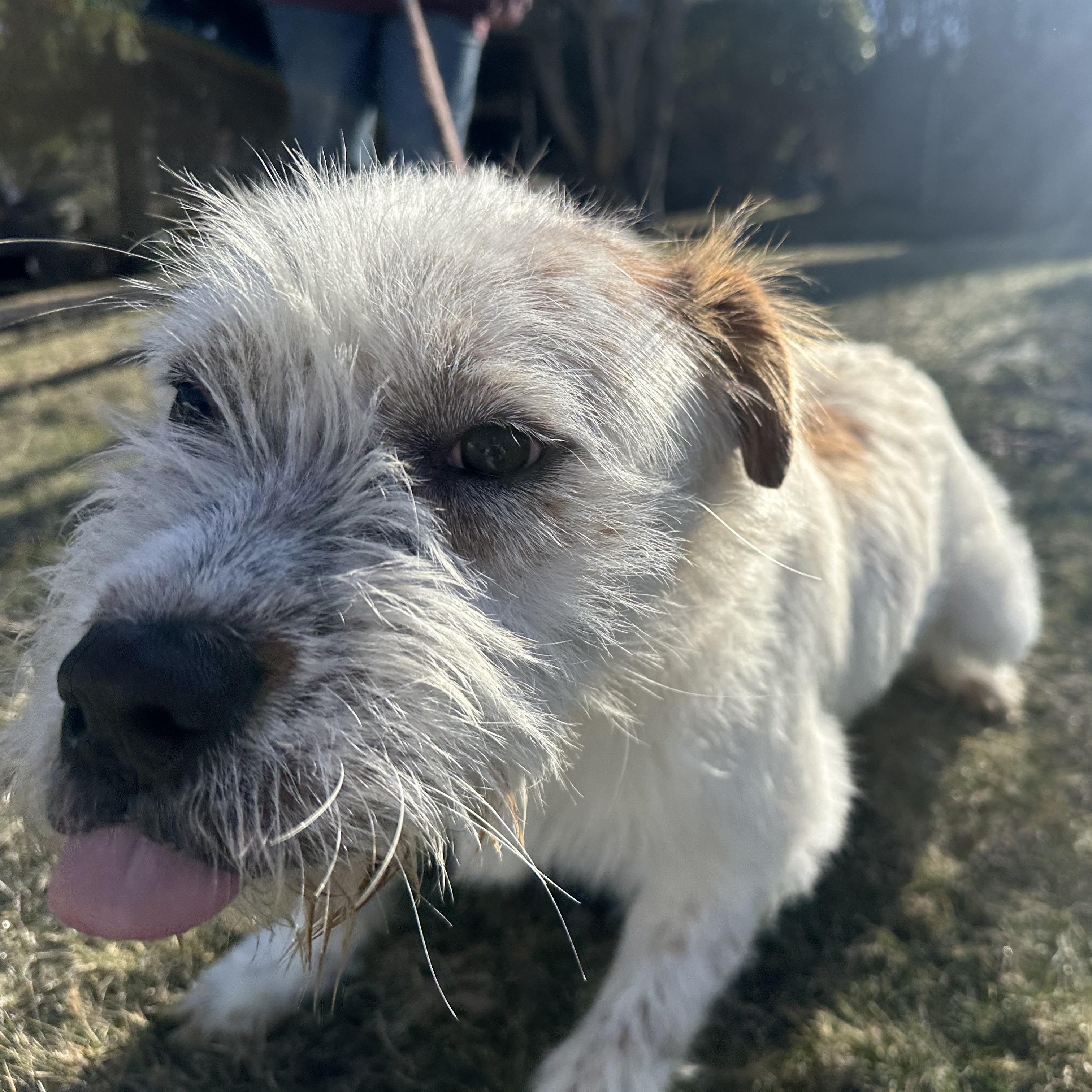 Enlarge Andromeda, a Adoptable mixed breed in Latrobe, PA image 5/6