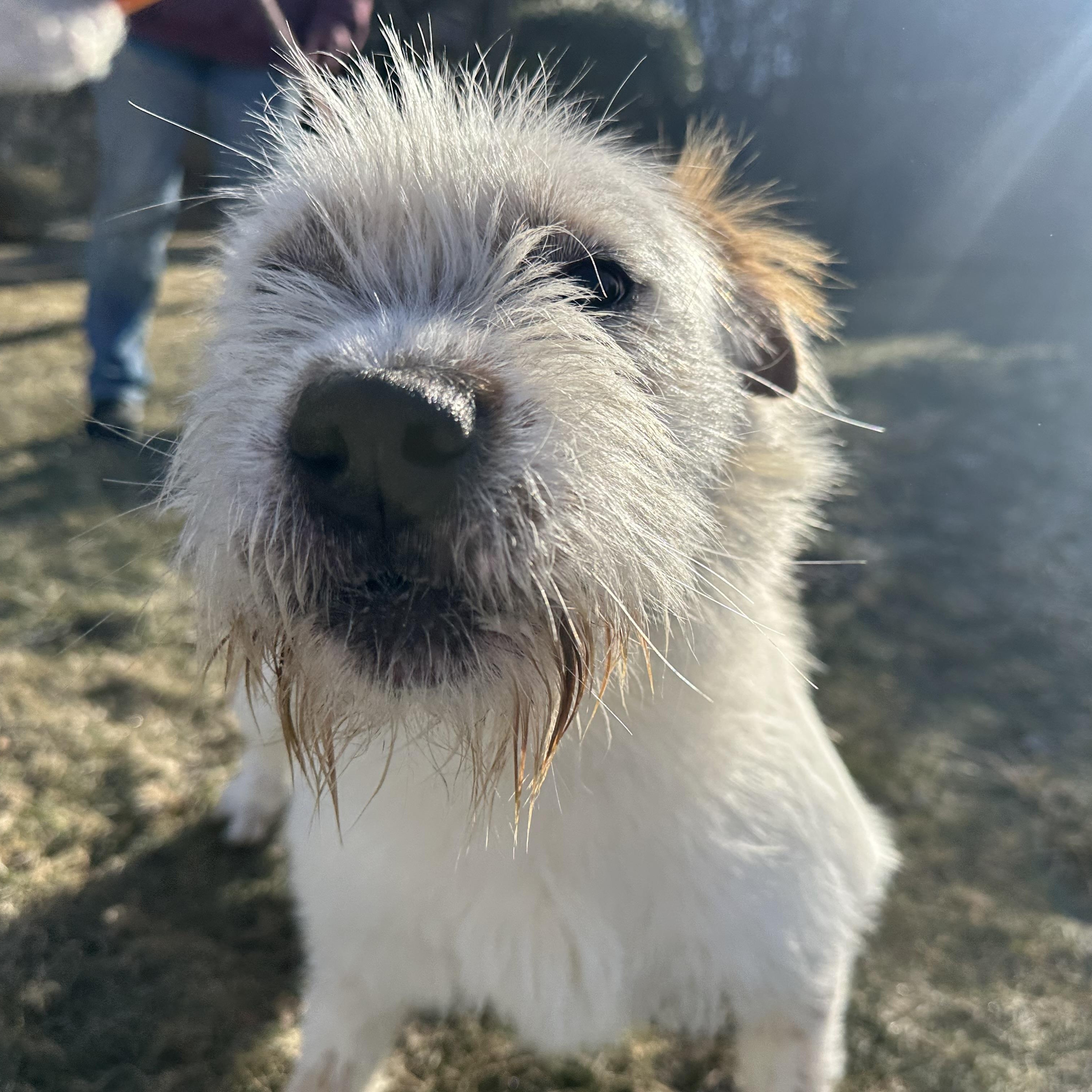 Enlarge Andromeda, a Adoptable mixed breed in Latrobe, PA image 3/6