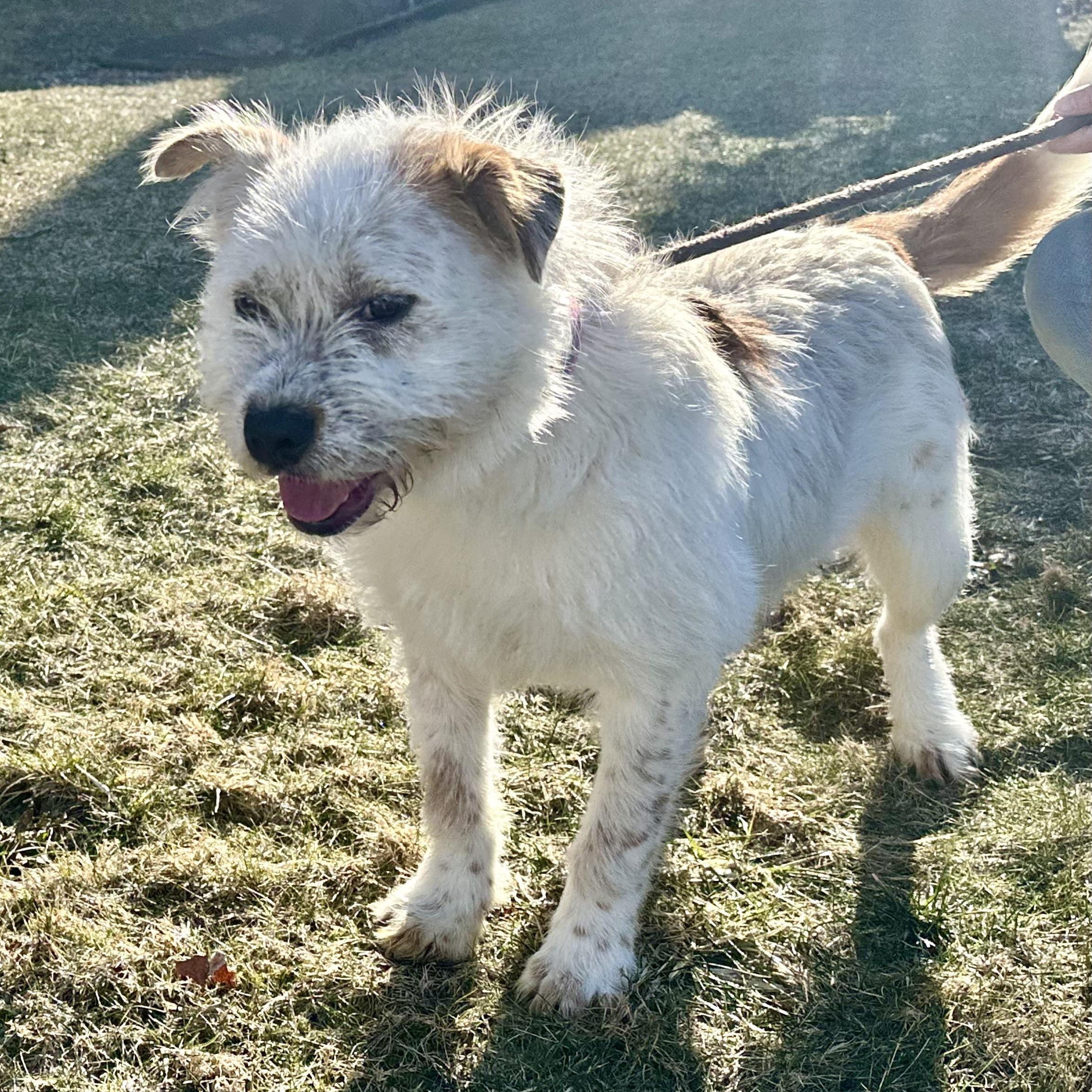 Enlarge Andromeda, a Adoptable mixed breed in Latrobe, PA image 1/6