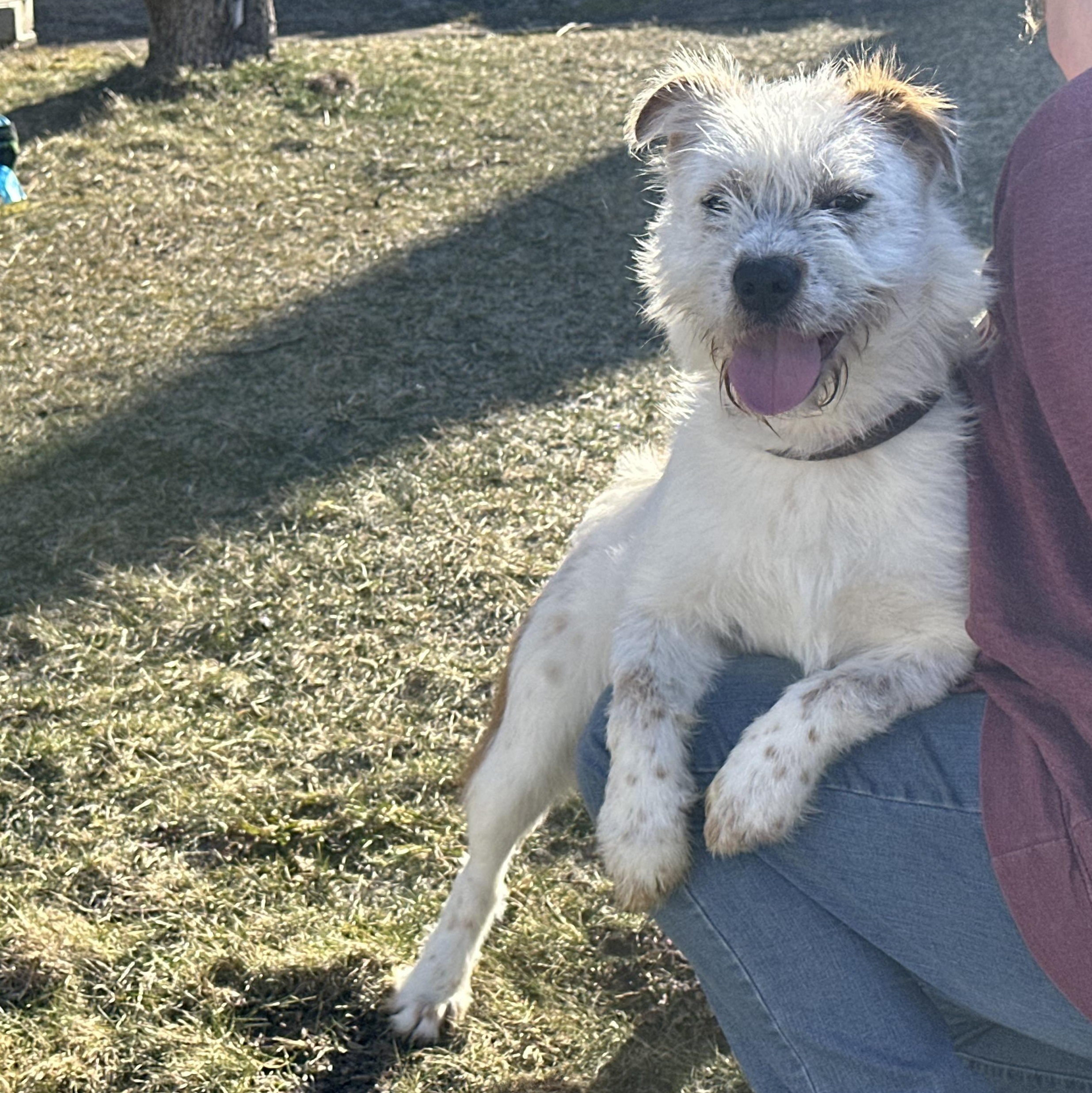 Enlarge Andromeda, a Adoptable mixed breed in Latrobe, PA image 2/6