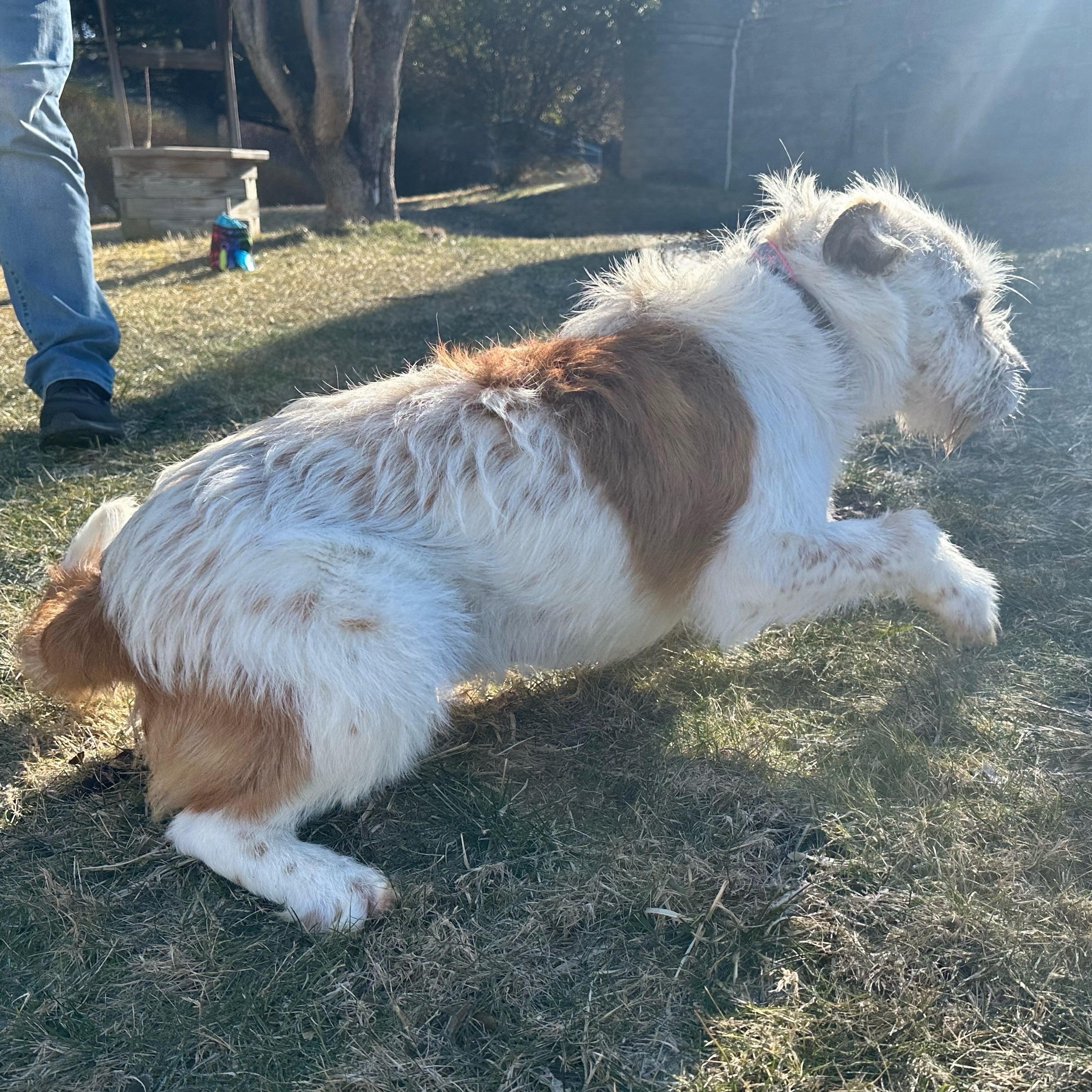 Enlarge Andromeda, a Adoptable mixed breed in Latrobe, PA image 4/6