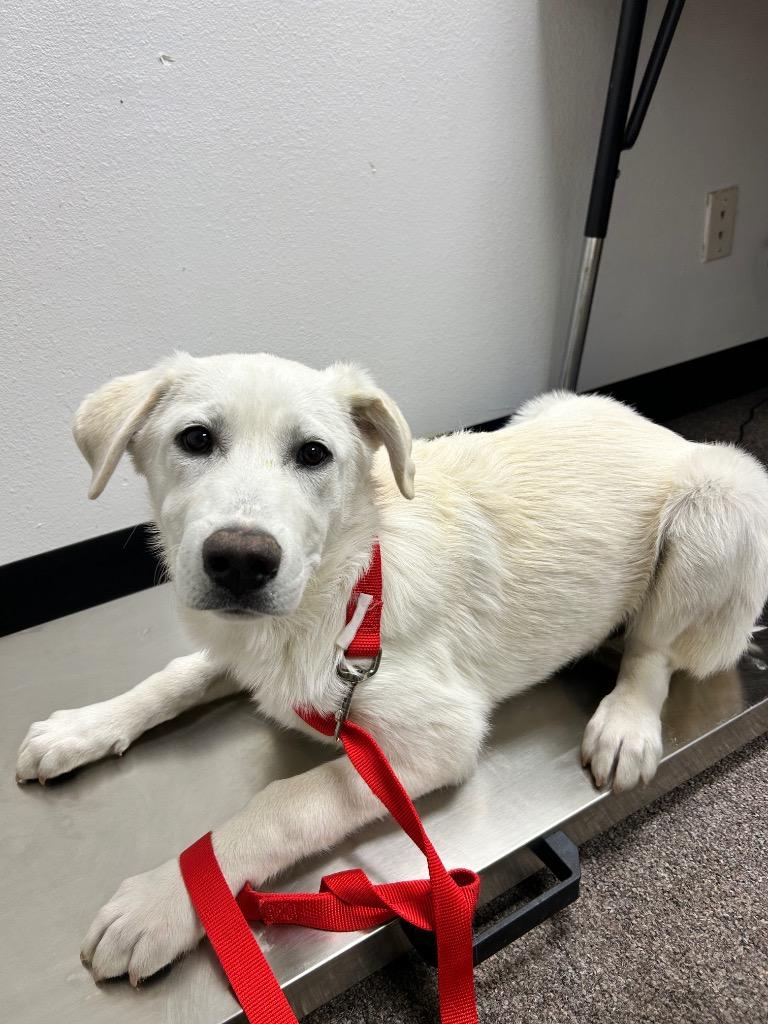 Elsa, Adoptable, Puppy Female Labrador Retriever.