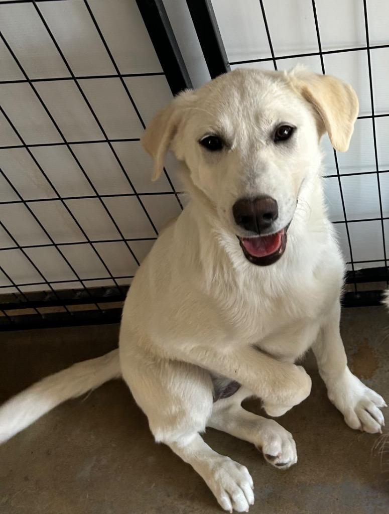 Enlarge Elsa, a Adoptable Labrador Retriever in Red Oak, TX image 2/2