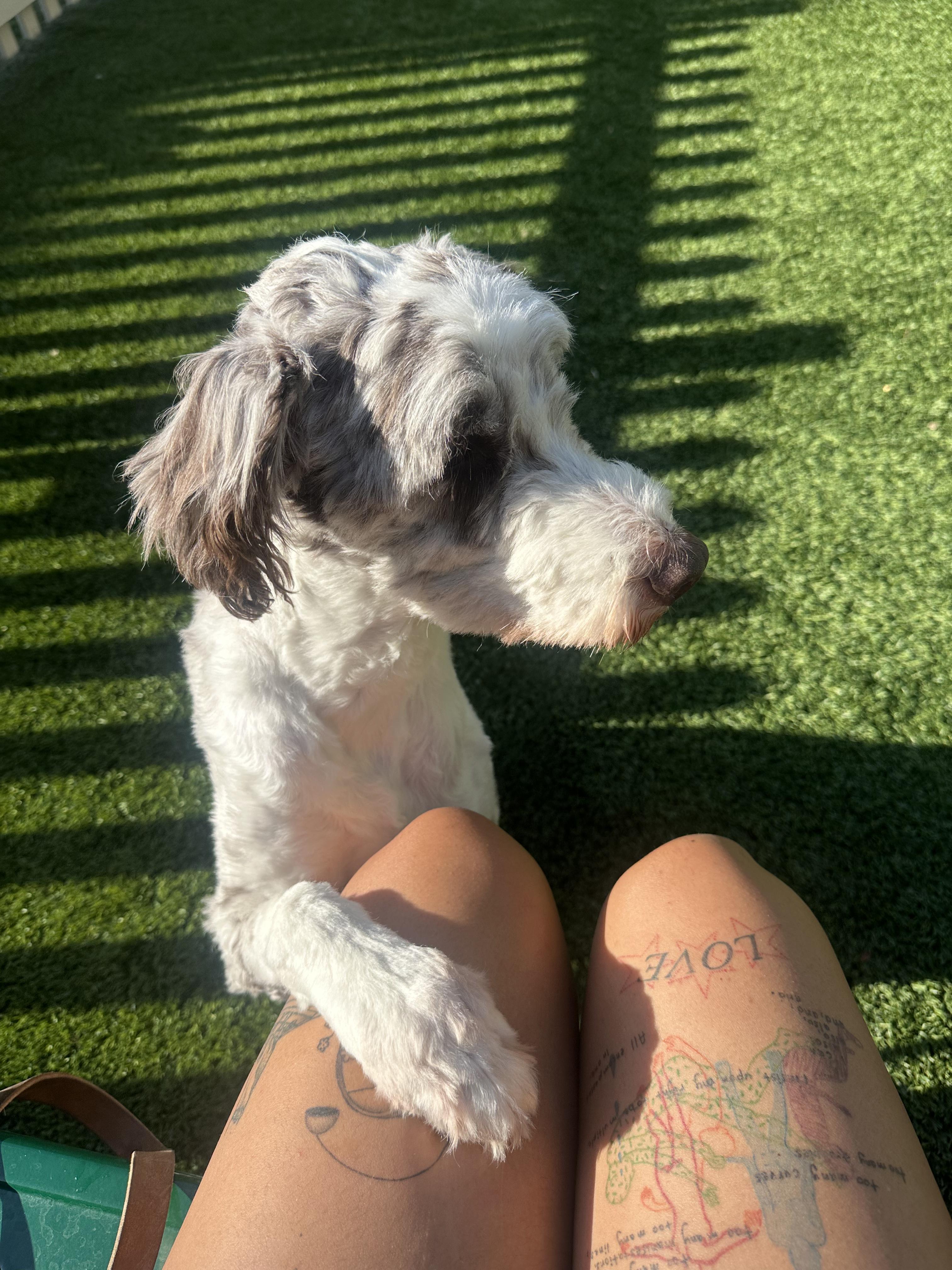 Enlarge Milo (and Stella Bella), a Adoptable Aussiedoodle in Terra Cotta, ON image 6/6