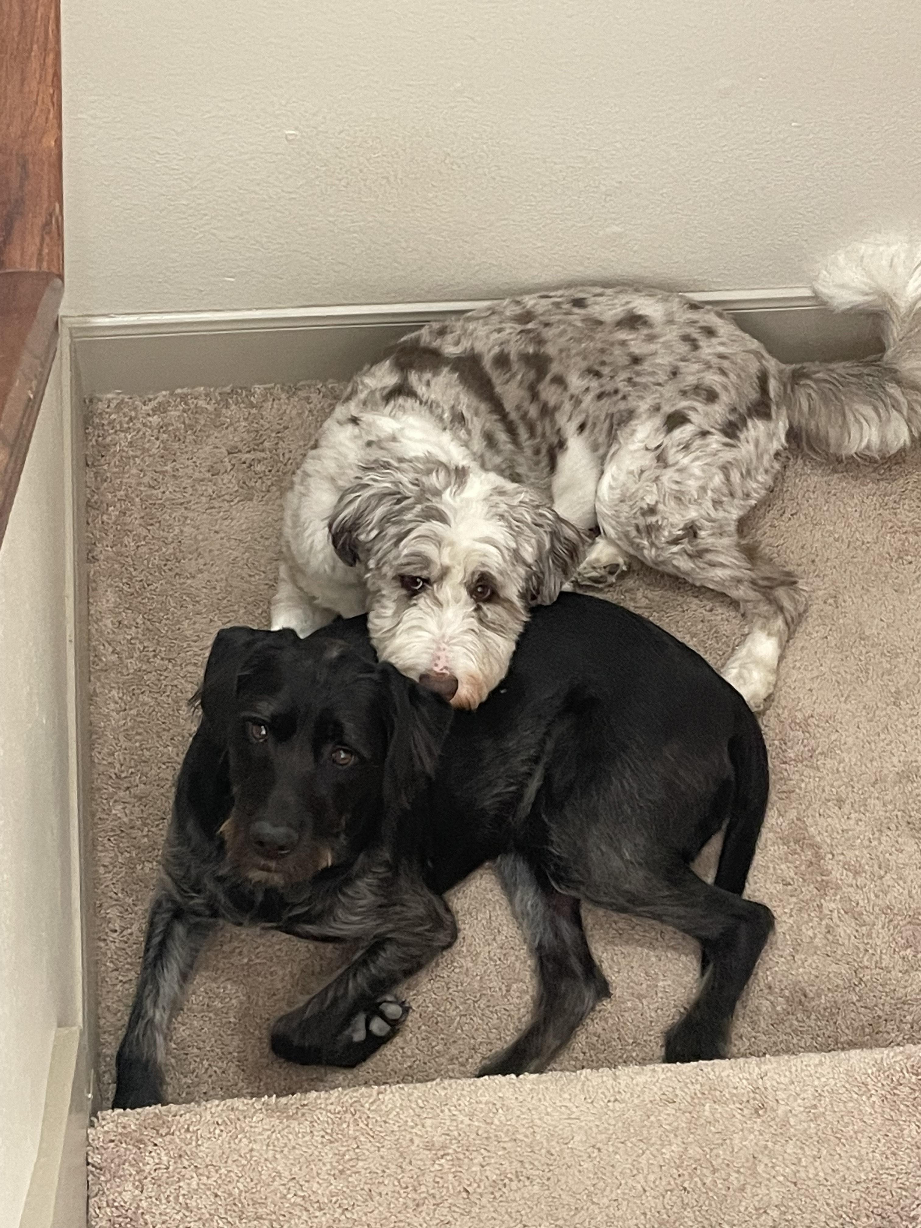 Milo (and Stella Bella), a Adoptable Aussiedoodle in Terra Cotta, ON image 1/3