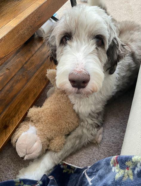 Enlarge Milo (and Stella Bella), a Adoptable Aussiedoodle in Terra Cotta, ON image 1/6