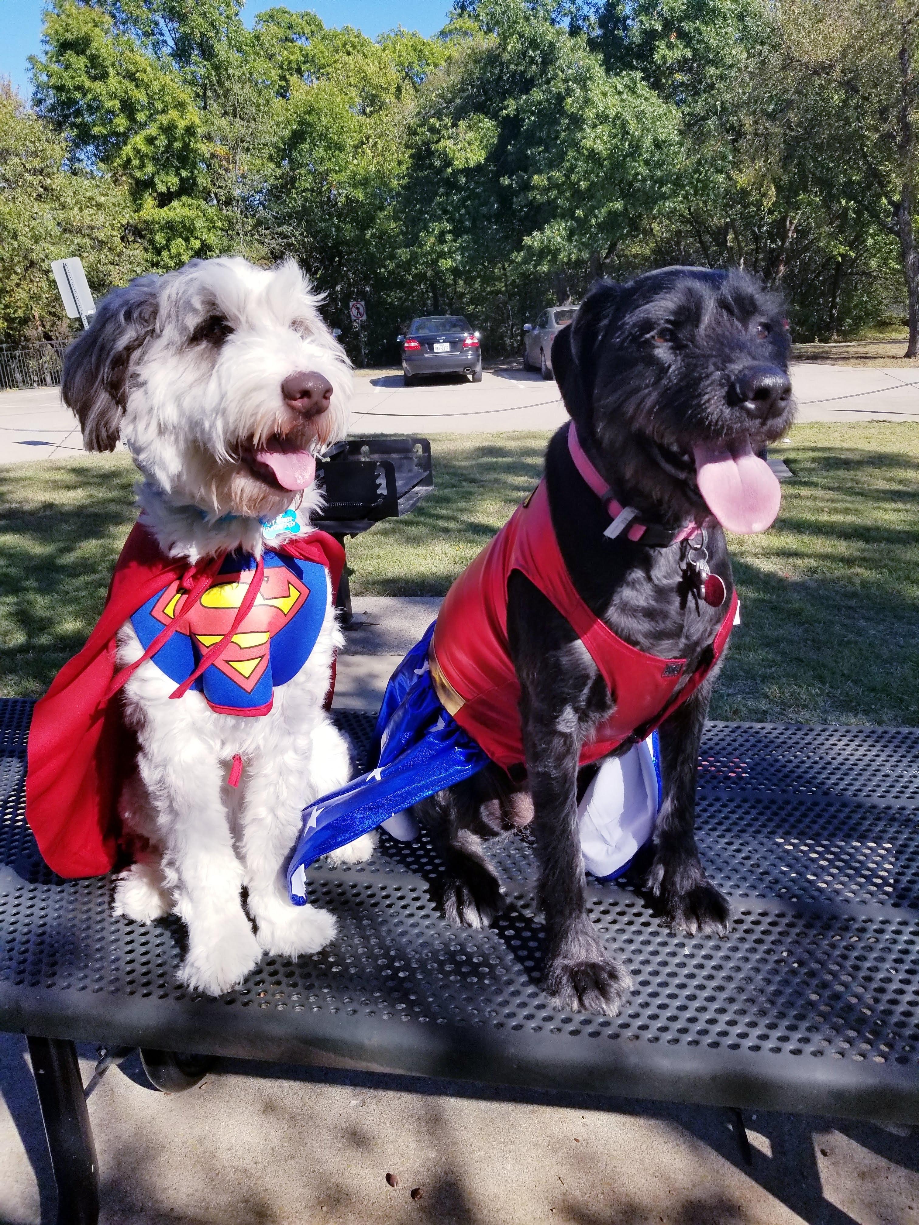 Milo (and Stella Bella), an adoptable Aussiedoodle in Terra Cotta, ON, L7C 1V8 | Photo Image 2
