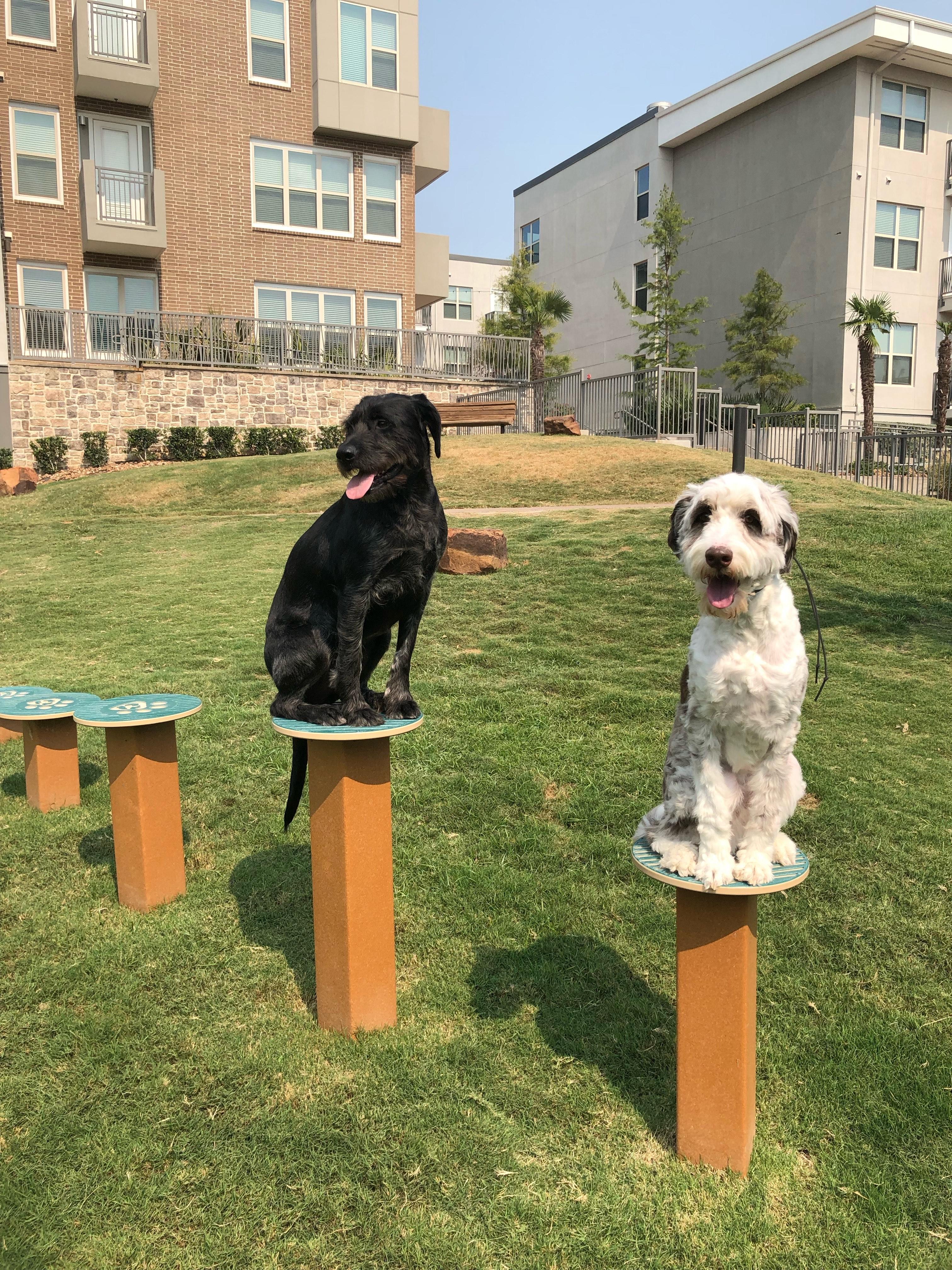 Milo (and Stella Bella), an adoptable Aussiedoodle in Terra Cotta, ON, L7C 1V8 | Photo Image 3