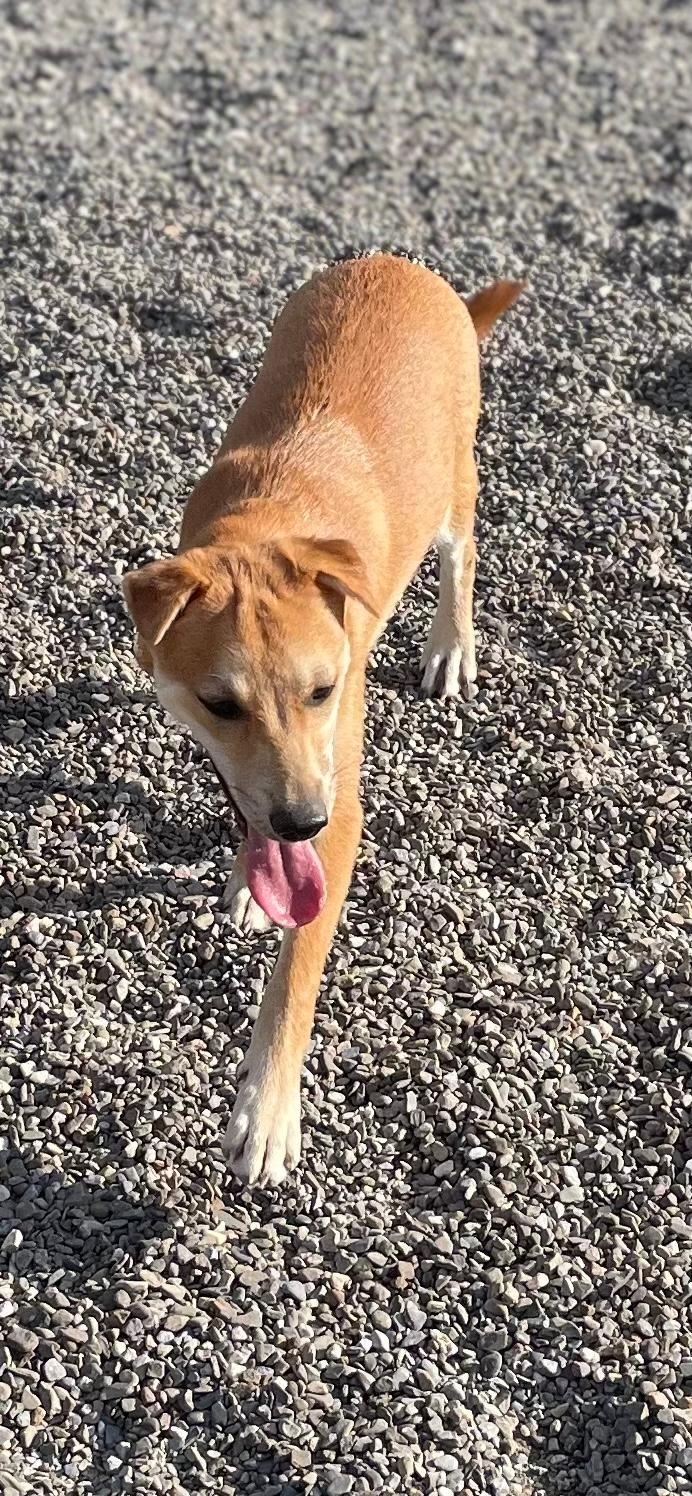 Axle