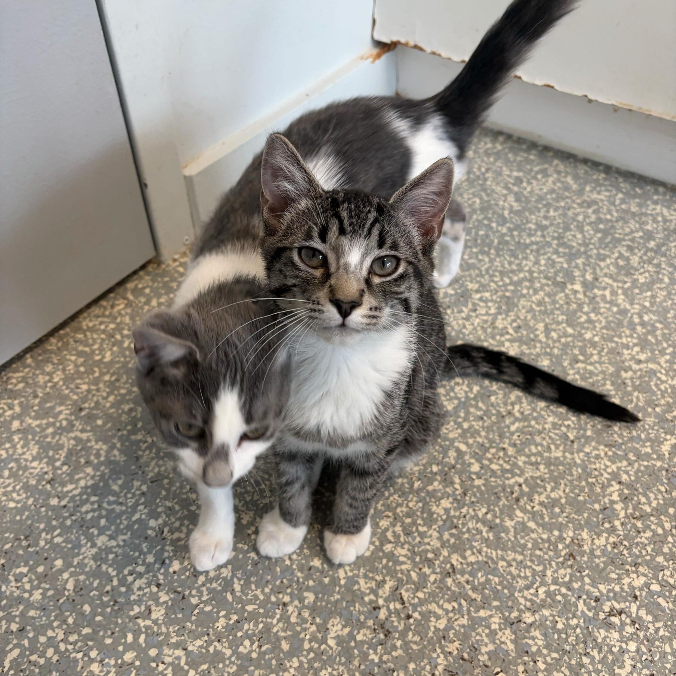 Lexapro, adopted, Kitten Male Domestic Short Hair.