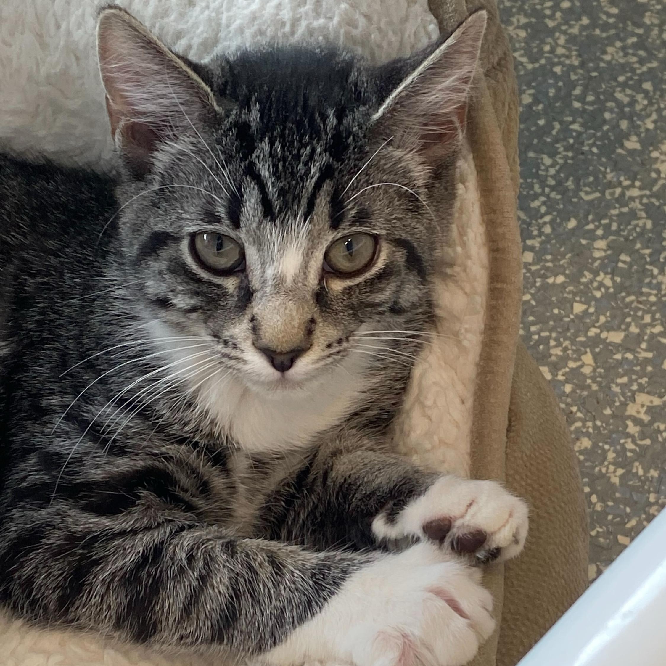 Lexapro, an adopted Domestic Short Hair in North Haven, CT image 3/3