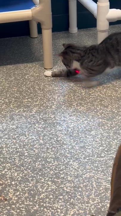 Enlarge Lexapro, an adopted Domestic Short Hair in North Haven, CT video 2/3