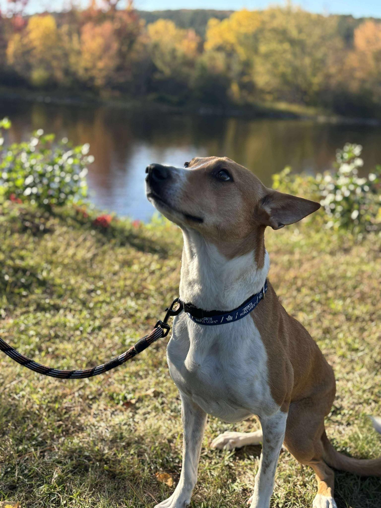 Jenni, a Adoptable Basenji in London, ON image 2/4