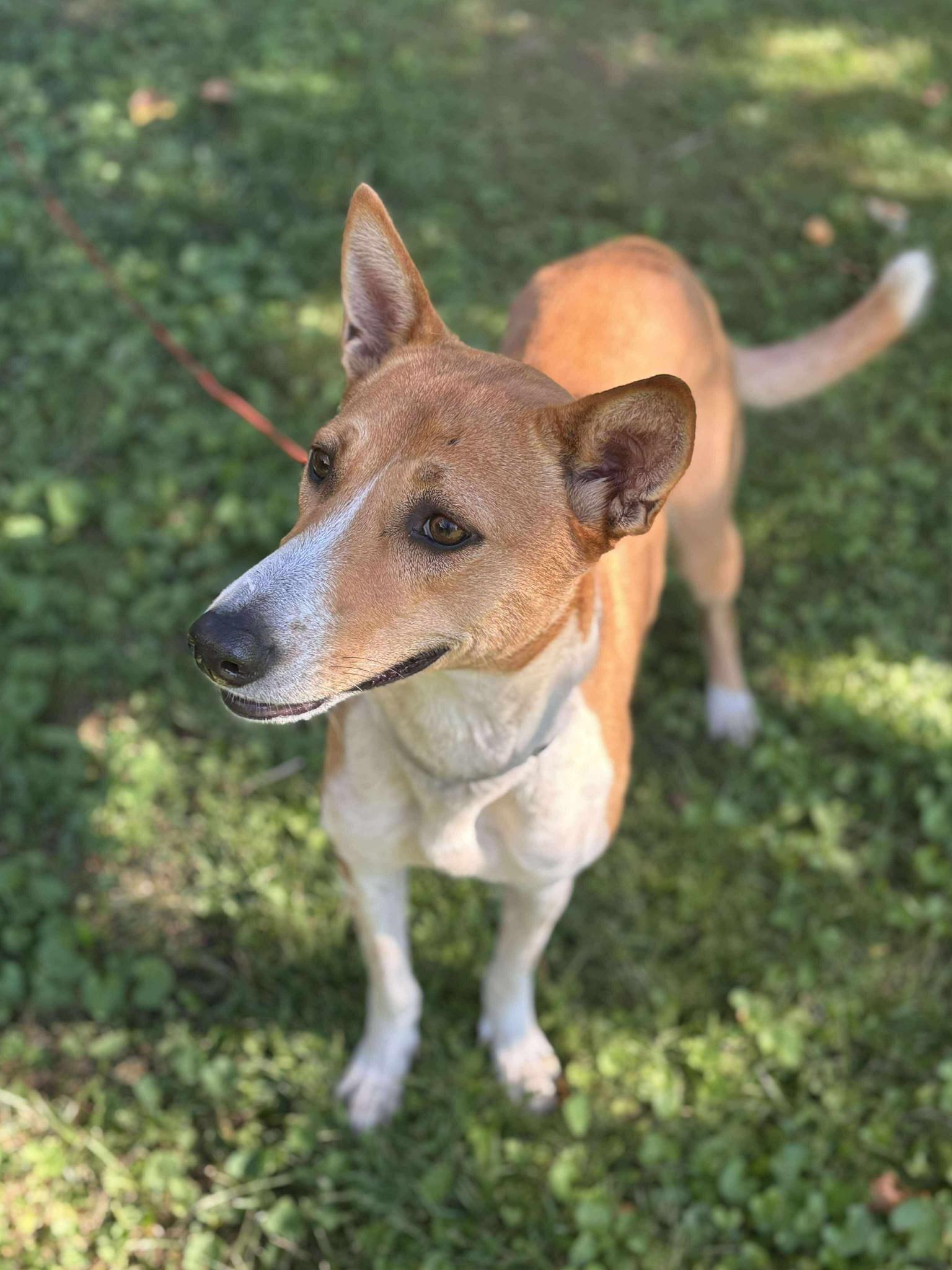 Jenni, a Adoptable Basenji in London, ON image 3/4
