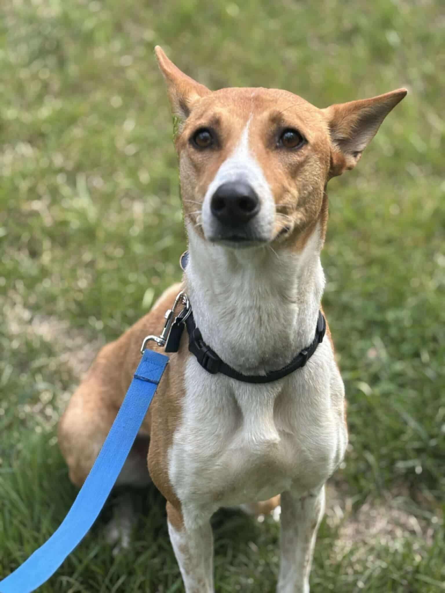 Jenni, a Adoptable Basenji in London, ON image 4/4