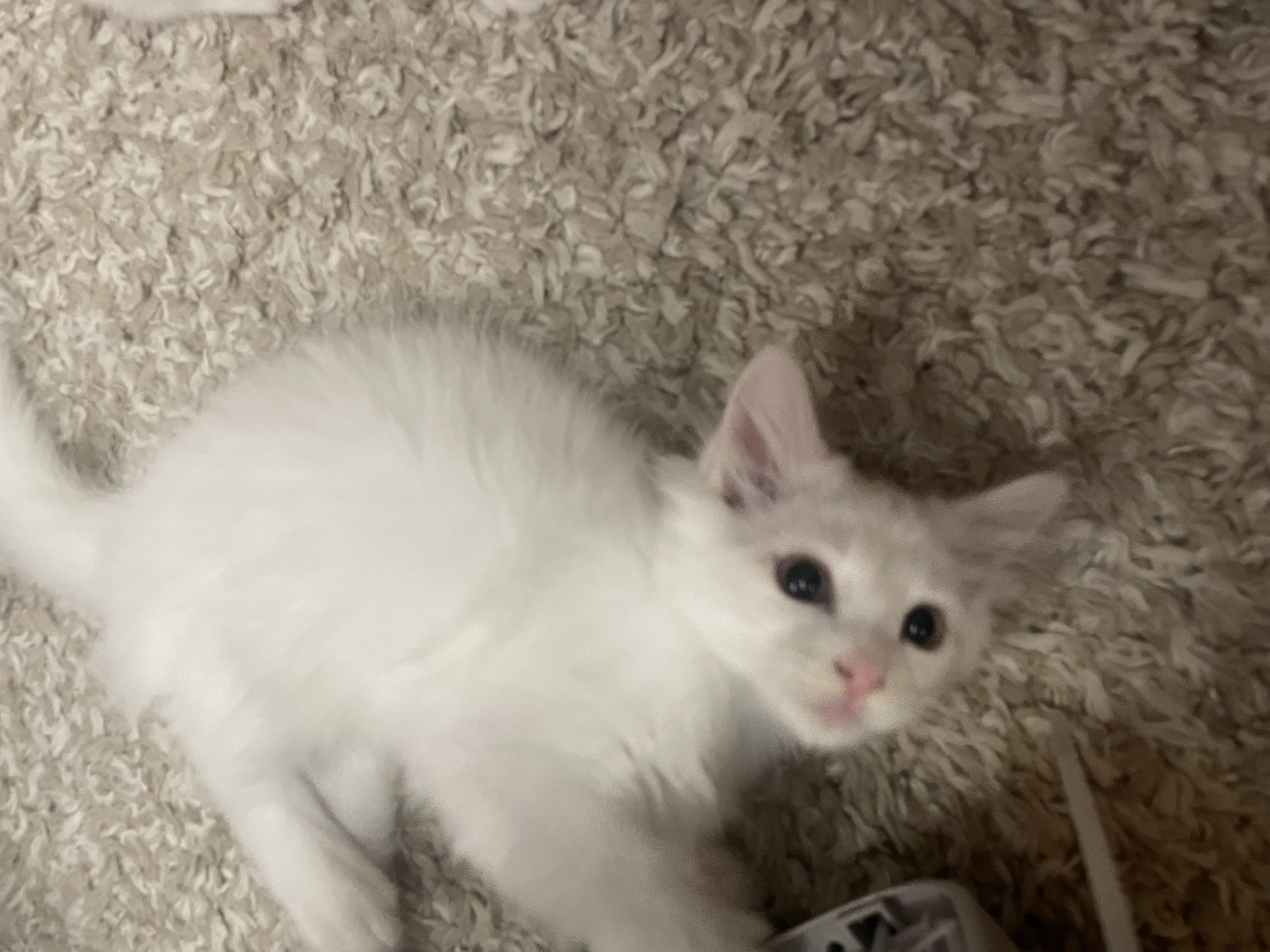 Enlarge Skynyrd, a Adoptable mixed breed in Ellington, MO image 1/1