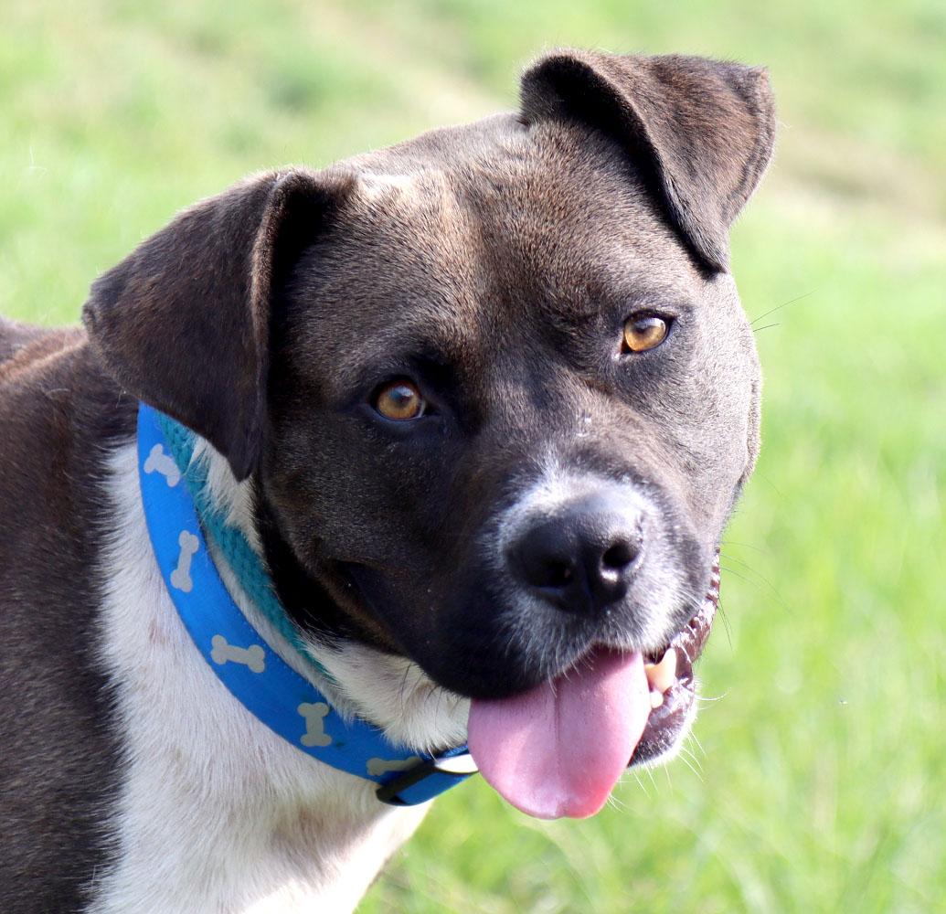 Enlarge Marlin (AO37119), a Adoptable mixed breed in Kansas City, KS image 1/6