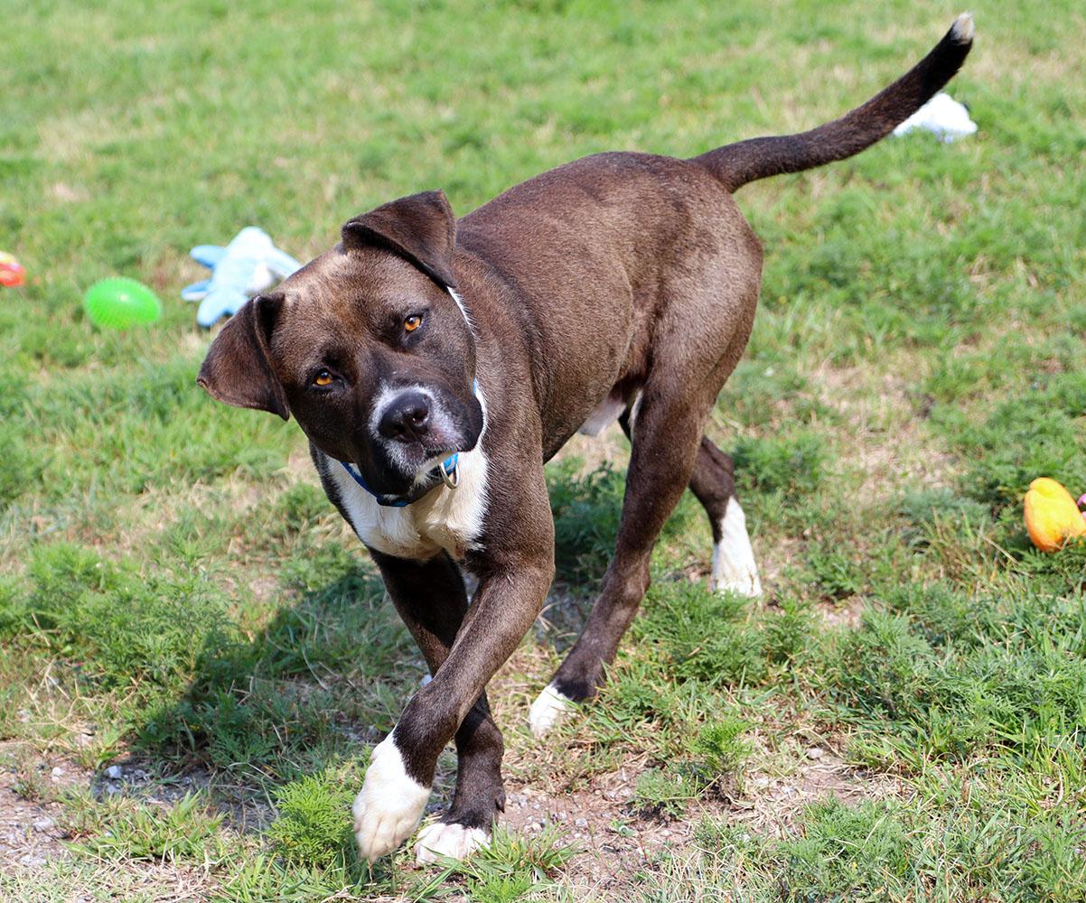 Enlarge Marlin (AO37119), a Adoptable mixed breed in Kansas City, KS image 3/6