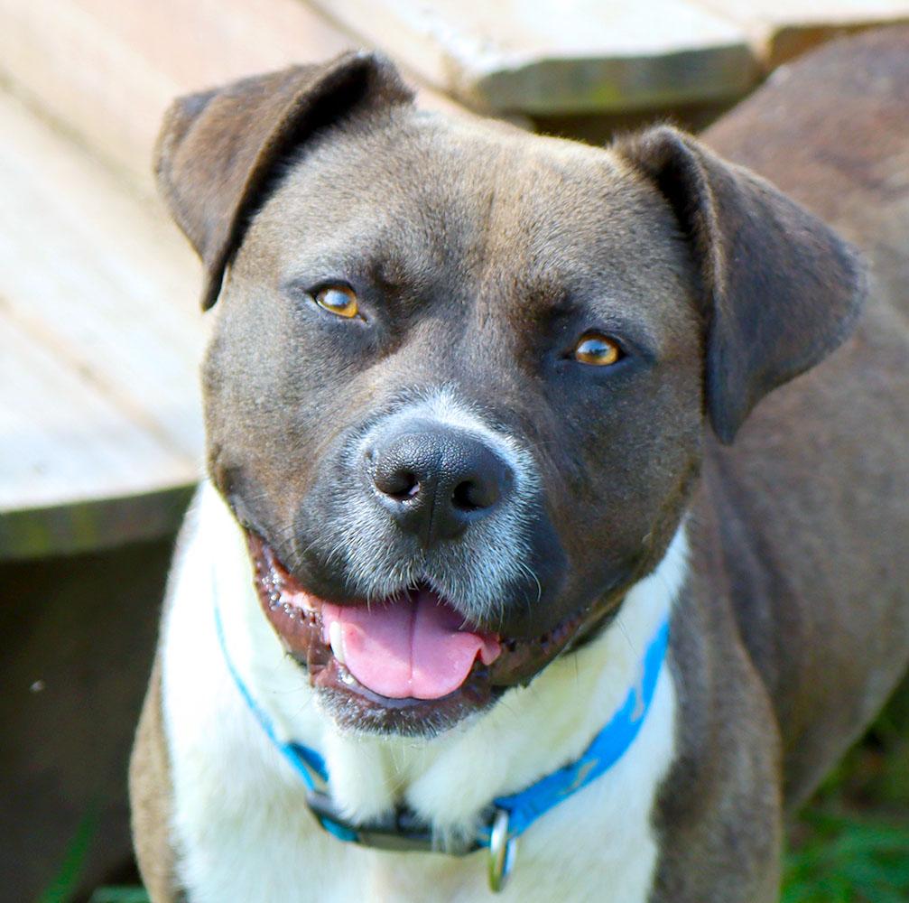 Enlarge Marlin (AO37119), a Adoptable mixed breed in Kansas City, KS image 4/6