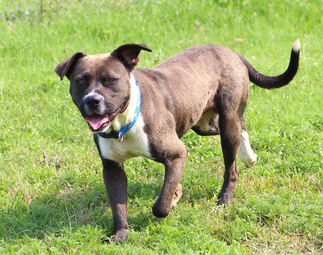 Enlarge Marlin (AO37119), a Adoptable mixed breed in Kansas City, KS image 2/6