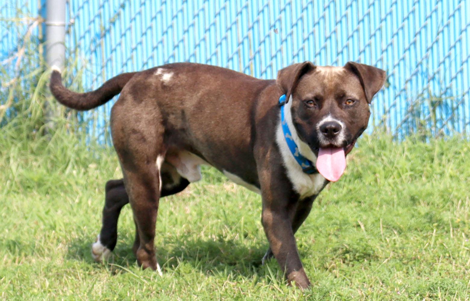 Enlarge Marlin (AO37119), a Adoptable mixed breed in Kansas City, KS image 6/6