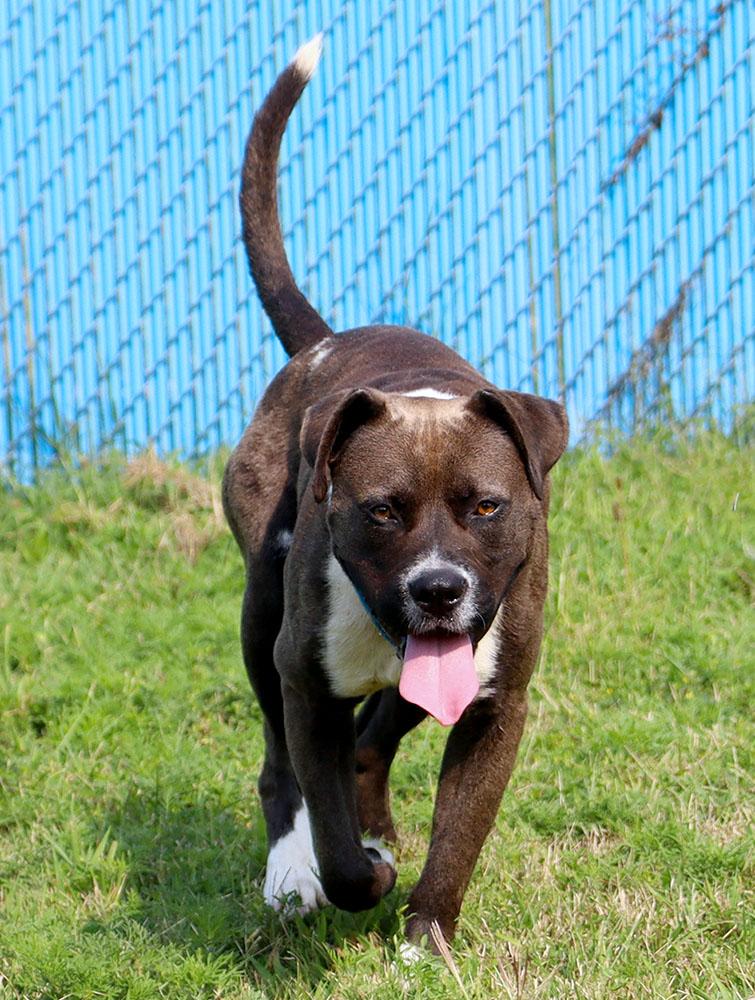 Enlarge Marlin (AO37119), a Adoptable mixed breed in Kansas City, KS image 5/6
