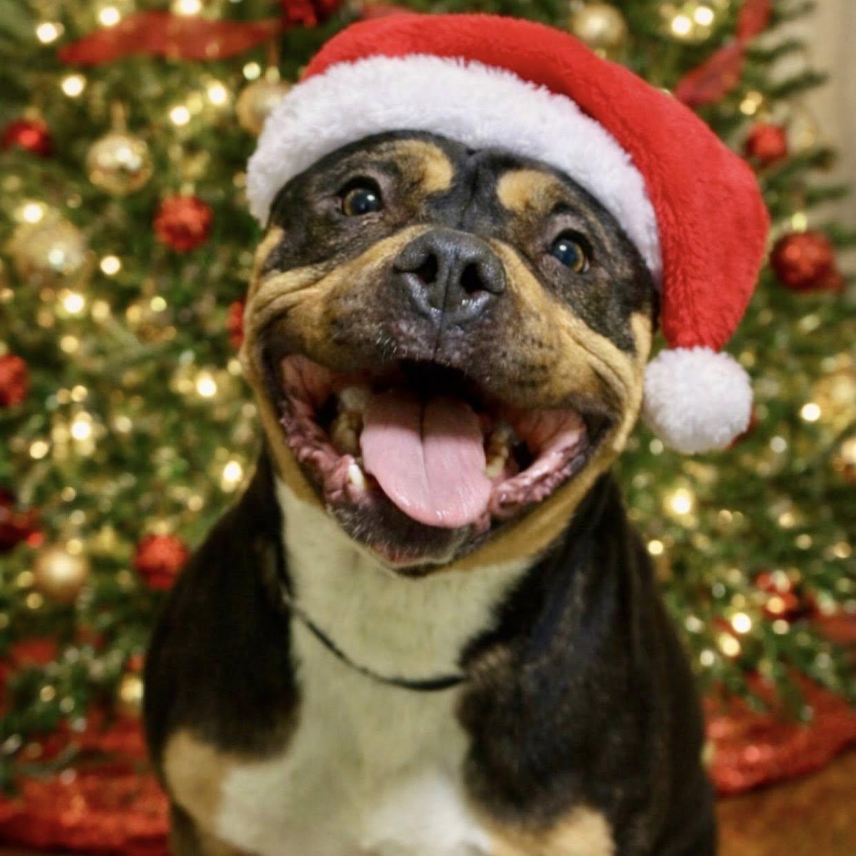 Enlarge Jimmy, a ADOPTABLE mixed breed in Battle Creek, MI image 1/1