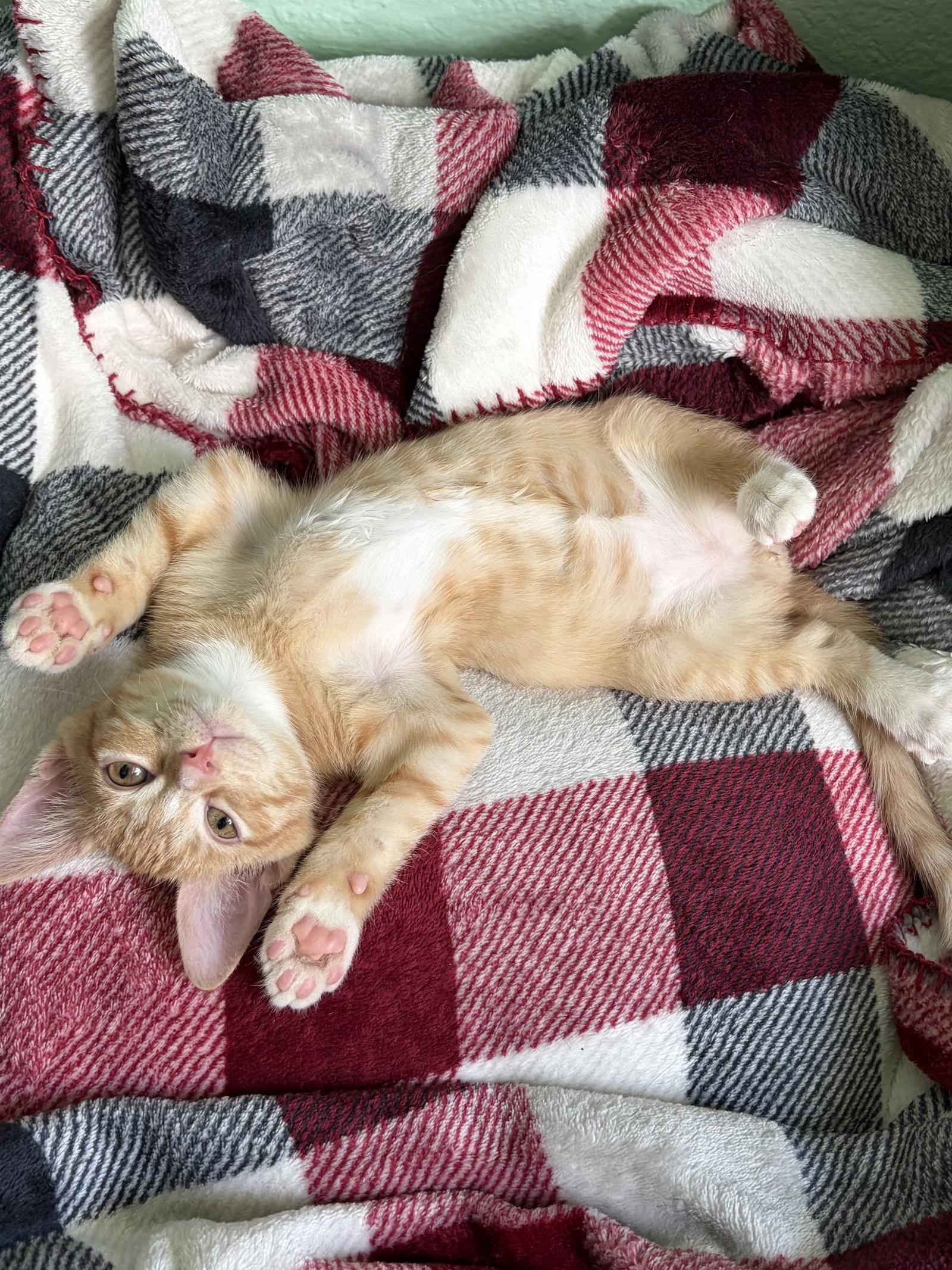 Rusty, Adopted, Kitten Male Tabby.