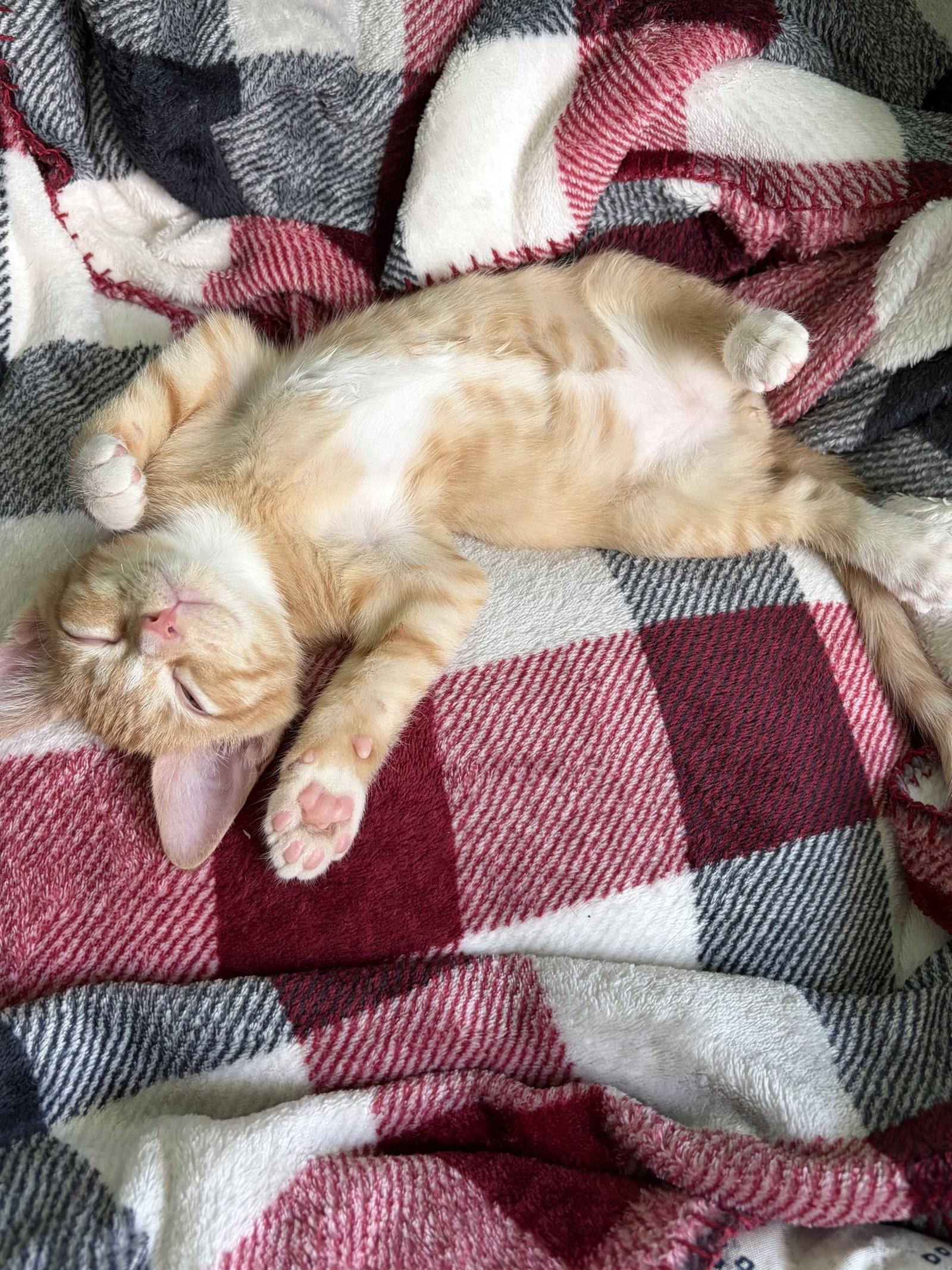 Rusty, a Adopted Tabby in Plano, TX image 2/2