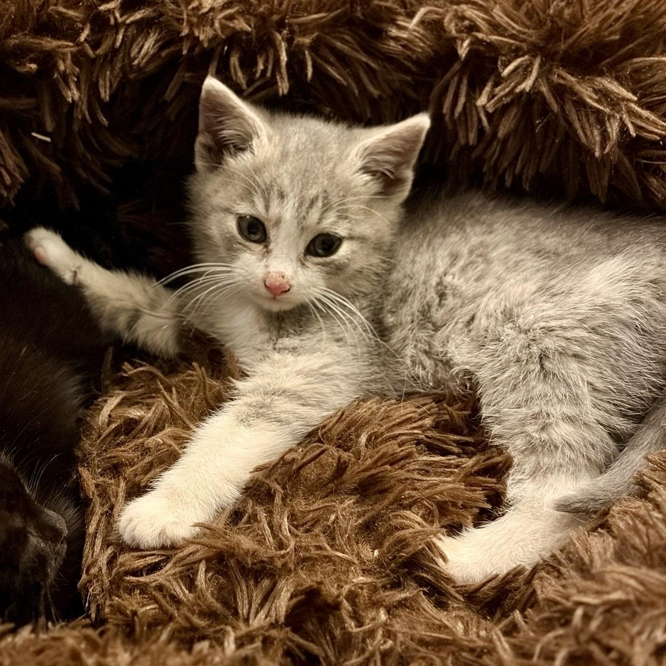 Lupita, an adopted mixed breed in Hyattsville, MD image 5/6