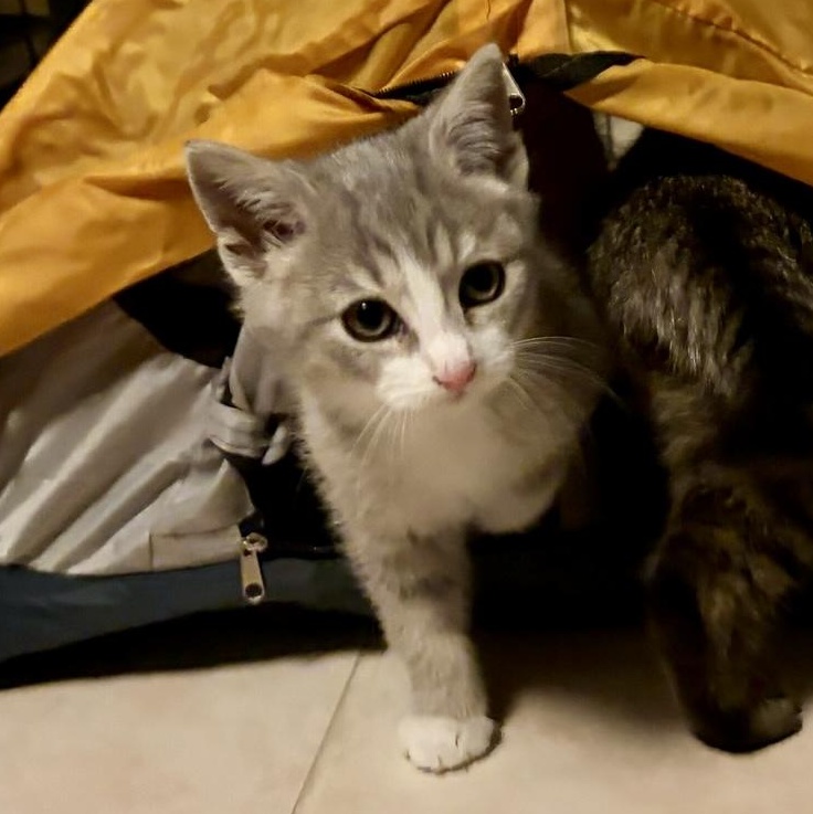 Lupita, an adopted mixed breed in Hyattsville, MD image 2/6